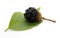 Juicy blackberries on white background