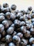 Juicy blackberries on white plate. Frosty berries. Vegan. Healthy food.