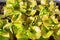 juicy bright green with a reddish tinge lettuce leaves close-up, top view. Vegetarian ingredient. Background of