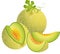 Juicy Cantaloupe Melon
