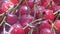 Juicy cherries of bright wine color, fresh tasty berries, fruit for background, design, many berries