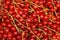 Juicy currant. Fresh red currant. High resolution photo