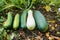 Juicy, delicious healthy young squash .vegetables ripen in the garden