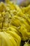 Juicy Delight: Close-up Capture of Fresh Jackfruit Pulps