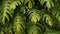 Juicy exotic tropical monstera leaves texture backdrop, copyspace. Lush foliage, greenery in paradise garden. Abstract