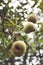 Juicy flavorful pears on the tree, nature background. Vertical