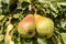 Juicy flavorful  winter pears weigh on a branch of a pear tree, twigs and leaves. Healthy Organic Pears