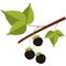 Juicy forest wild blackberry on stem flat vector icon