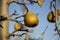 Juicy fragrant ripe pears on tree branch in orchard. Blurred background.