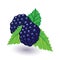 Juicy and fresh blackberry with green leaves. Sweet black raspberry.