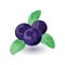 Juicy and fresh blueberry with green leaves. Sweet blue or purple colored bilberry.