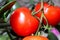 Juicy fresh red tomatoes for salad preparation