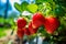 Juicy fresh ripe strawberries on a branch in nature outdoor