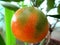 A juicy fruit of TANGERINE during maturing
