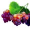 juicy grape pictures