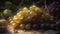 Juicy grape bunches ripe for harvesting in the vineyard sunset generated by AI