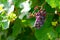 Juicy grape cluster growing on a bush in summertime on bright sunlight in vineyard. Red wine grapes plant, new harvest of black wi