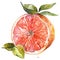 A juicy grapefruit half in watercolor, with a perfect balance of pink and red hues