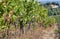 Juicy grapevine of beautiful wineyard. Colorful vineyard landscape in Italy. Meadows of Tuscany under sun