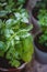 Juicy green basil grows in a pot. close-up