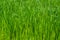 Juicy green grass background, close-up