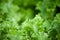 Juicy, green lettuce, greens close-up on the garden bed, blurred background, space for text