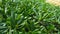 Juicy green Pigmyweeds plants of Crassula ovata family