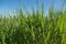 Juicy green reeds that have thrown sharp long leaves up, growing chaotically dense wall, can see withered pale stalks of old reeds