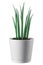 juicy green sansevieria cylindrical in a pot on a white isolated background