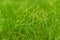 Juicy green spring grass. Abstract Summer background texture of colorful green high vegetation. soft focus. New close-up bright