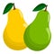 Juicy Green And Yellow Pear Fruit Vector