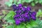 Juicy heliotrope flower in early summer