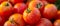 Juicy Homegrown Tomatoes Freshly Plucked, Bursting With Vibrant Flavors