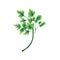 Juicy illustration of a leaf or branch of parsley