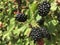 Juicy Indulgence: Tempt Your Taste Buds with Blackberries