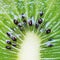 Juicy Kiwi Pulp with Seeds