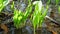 Juicy leaves ov Allium ursinum - known as ramsons, buckrams, broad-leaved garlic, wood garlic, bear leek or bears. Garlic smel
