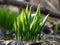 Juicy leaves ov Allium ursinum - known as ramsons, buckrams, broad-leaved garlic, wood garlic, bear leek or bears. Garlic smelly