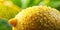 Juicy Lemon Macro Warm Light Raindrops Close Up AI-Generated Content