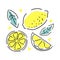 Juicy lemon on a white background with leaves. Lemon slices. Contour abstract illustration