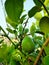 Juicy Lemons on Plant Terrace Gardening Home Grown Lemons Lemon Plant on Big Container with Juicy Lemons