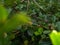 Juicy lush green grass on meadow with drops of water dew in morning light in spring rain