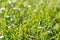 Juicy lush green grass on meadow with sun highlights in the sunny day. Natural summer spring background close-up, copy space