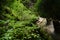 Juicy, lush mountain vegetation, Fern and moss on moss tree