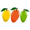 Juicy Mango Set in Yellow, Red And Green