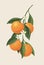 Juicy oranges illustration