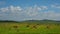 Juicy pastures of Khakassia