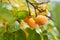 Juicy persimmon grows on a tree among the yellowing foliage