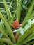 Juicy pineapple grows in the garden