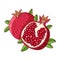 Juicy pomegranate. Vector illustration